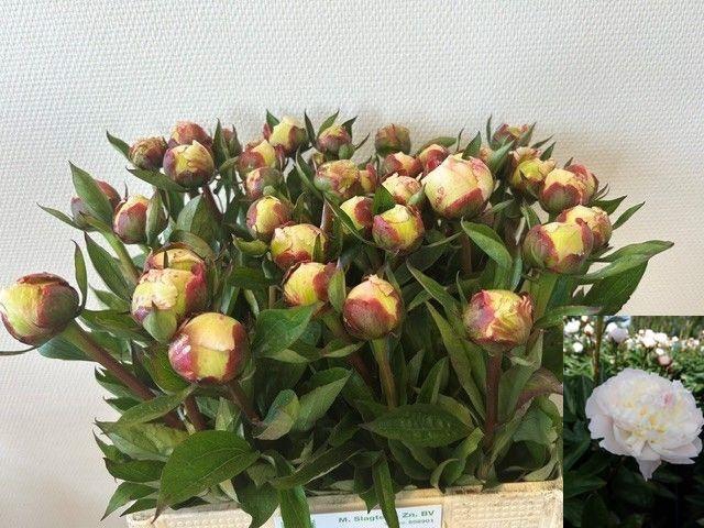 <h4>PAEO L FLOR NICHOLLS</h4>