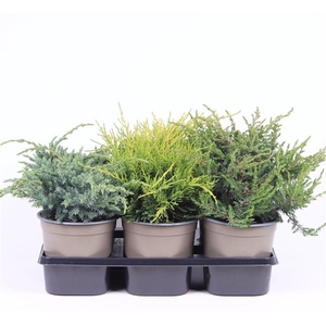Juniperus gemengde bak
