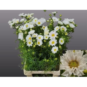 COSMOS BIPINNATUS