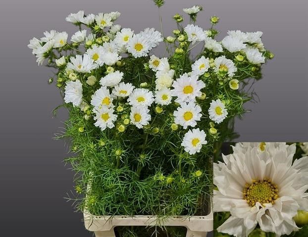 <h4>COSMOS BIPINNATUS</h4>