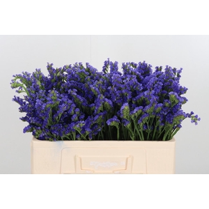 Statice Lavender