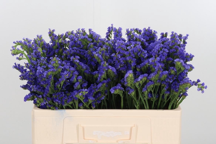 <h4>Statice Lavender</h4>