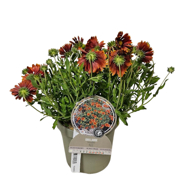 <h4>Gaillardia overig</h4>