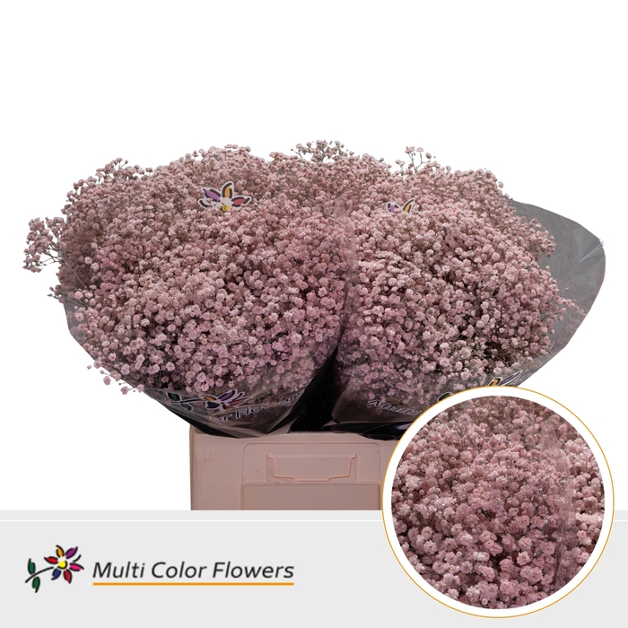 <h4>GYPS GROF ROSE LICHT</h4>