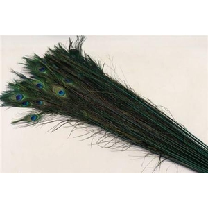 Feather Peacock L90-100 Natural Green