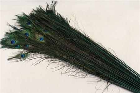 <h4>Feather Peacock L90-100 Natural Green</h4>