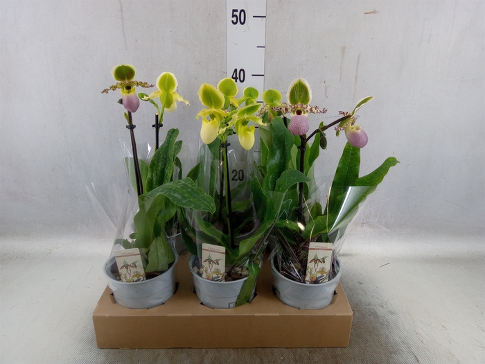 <h4>Paphiopedilum multiflower   ...mix</h4>