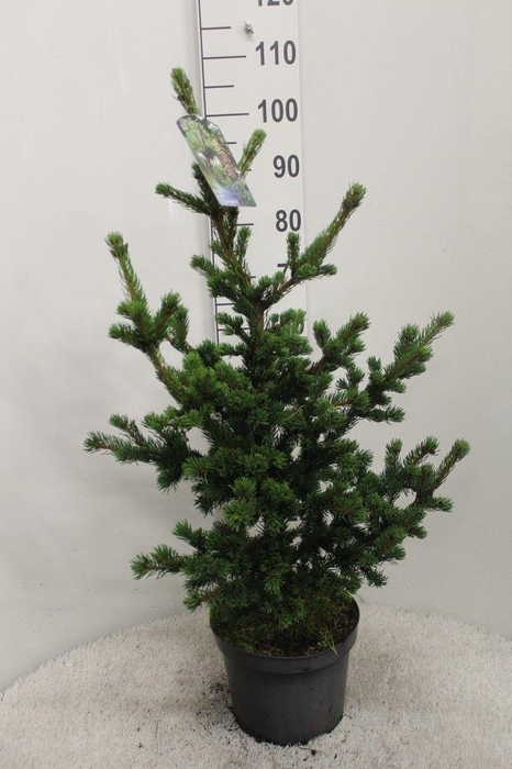 <h4>Picea pungens 'Lucky Strike' P26 potgekweekt</h4>