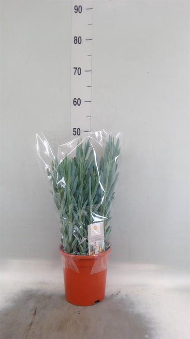 <h4>Curio ficoides 'Mount everest'</h4>