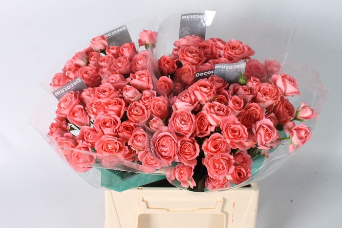 <h4>R TR FEMKE 40 cm</h4>