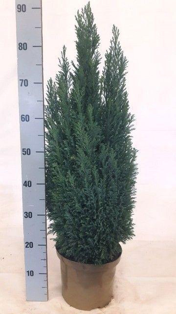 <h4>CHAM L ELLWOODII</h4>