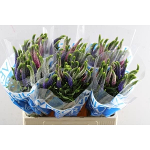 Veronica Rainbow Gemengd