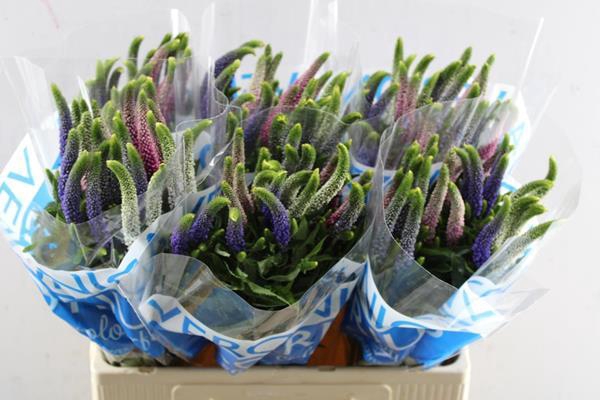 <h4>Veronica Rainbow Gemengd</h4>