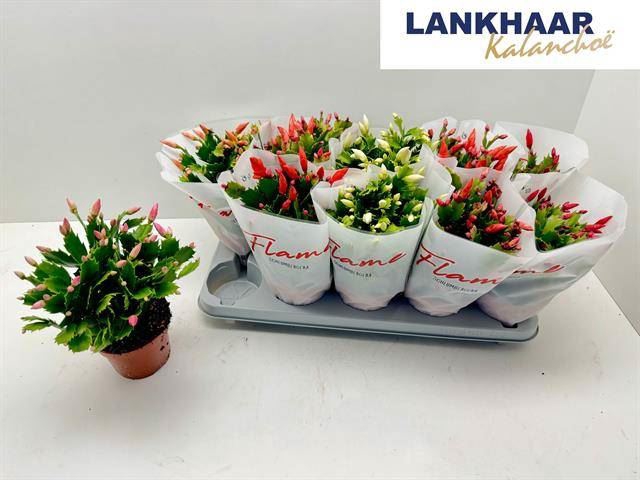 <h4>Schlumbergera Flame gemengd</h4>