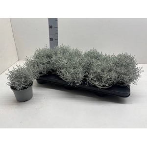 LEUCOPH BROWNII