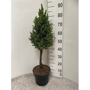 PICEA GL DECEMBER