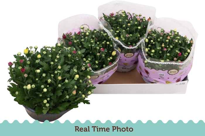 <h4>CHRYS GEM IN POT</h4>