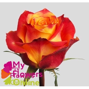 R Gr Silantoi@ Bicolor 60cm EC