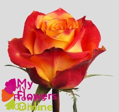 <h4>R Gr Silantoi@ Bicolor 60cm EC</h4>