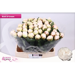 Paeonia Bowl Of Cream | Heavy Quality