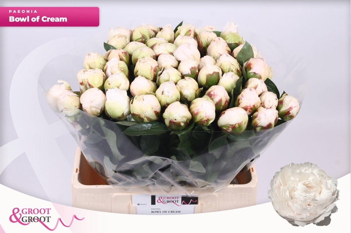 <h4>Paeonia Bowl Of Cream | Heavy Quality</h4>