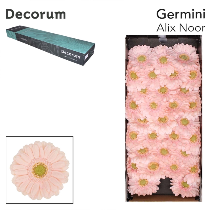<h4>Germini Alix-Noor</h4>