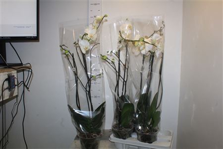 <h4>Phal Ov Wit 2 Branchesa 16+</h4>