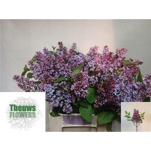 SYRINGA PER BOS
