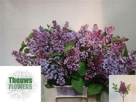 <h4>SYRINGA PER BOS</h4>