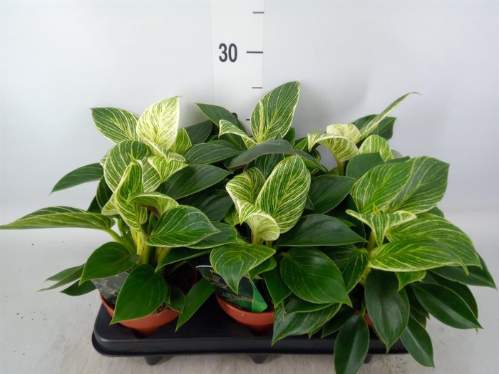 <h4>Philodendron   ...</h4>