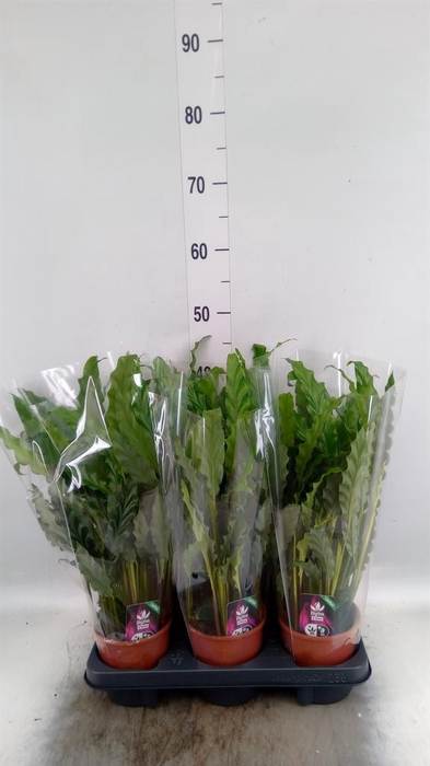 <h4>Calathea rufibarba 'Blue Grass'</h4>