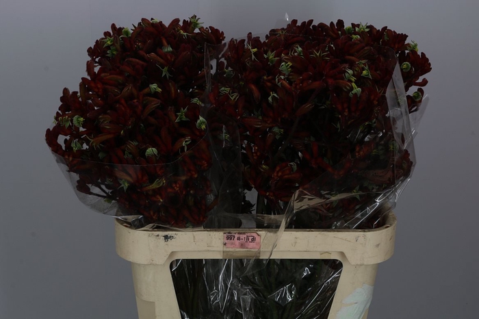 <h4>Anigoz Early Spring</h4>