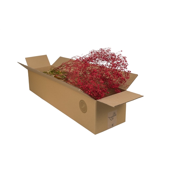 <h4>Droogbloemen-Gypsophila Red</h4>