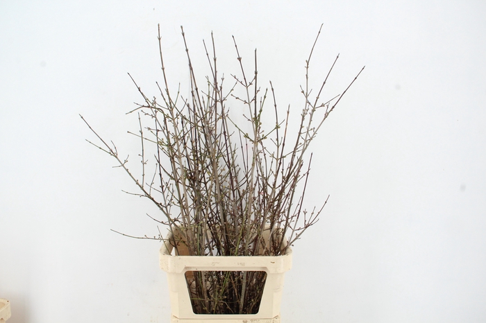 <h4>CORNUS MAS 120CM</h4>