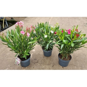 Nerium Oleander Bush - 1153