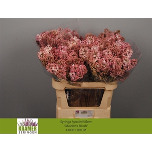 Syr Hy Maidens Blush