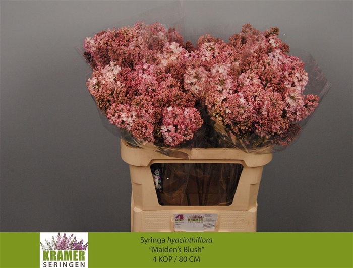 <h4>Syr Hy Maidens Blush</h4>