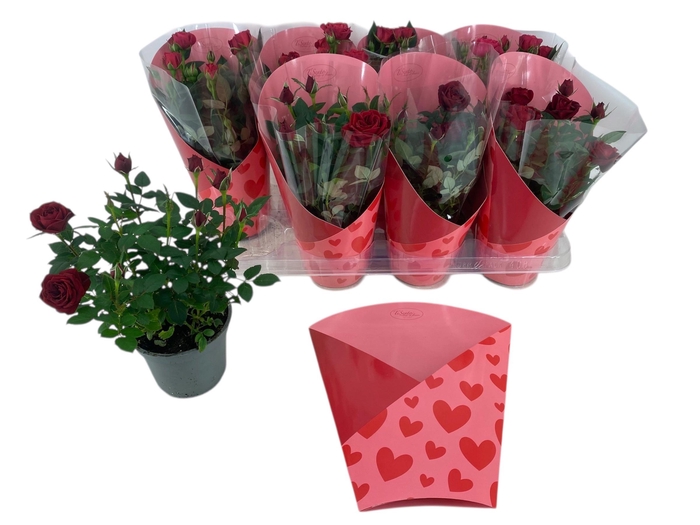 <h4>RO KORDANA GEM</h4>