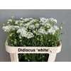 Didiscus White