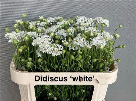 Didiscus White