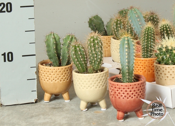 <h4>CACTUS OV</h4>