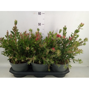 Callistemon citrinus