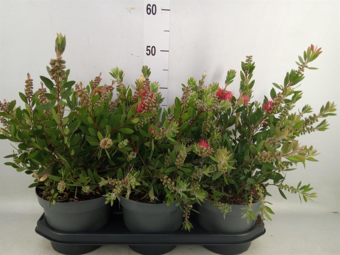 <h4>Callistemon citrinus</h4>