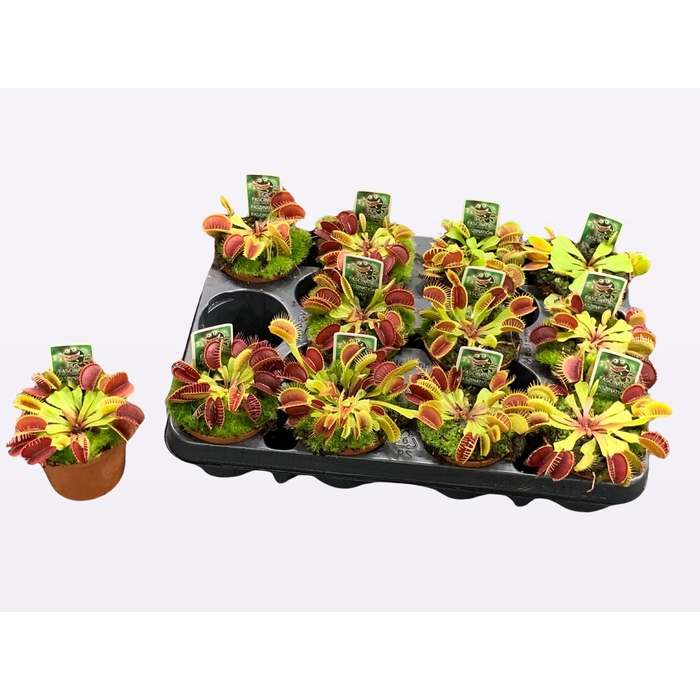<h4>DIONAEA MUSCIPULA</h4>