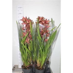 Cymb Overig 1 Branche