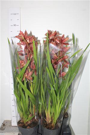 Cymb Overig 1 Branche