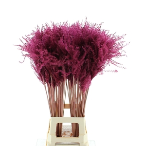 Dried Stipa Feather Dark Cerise