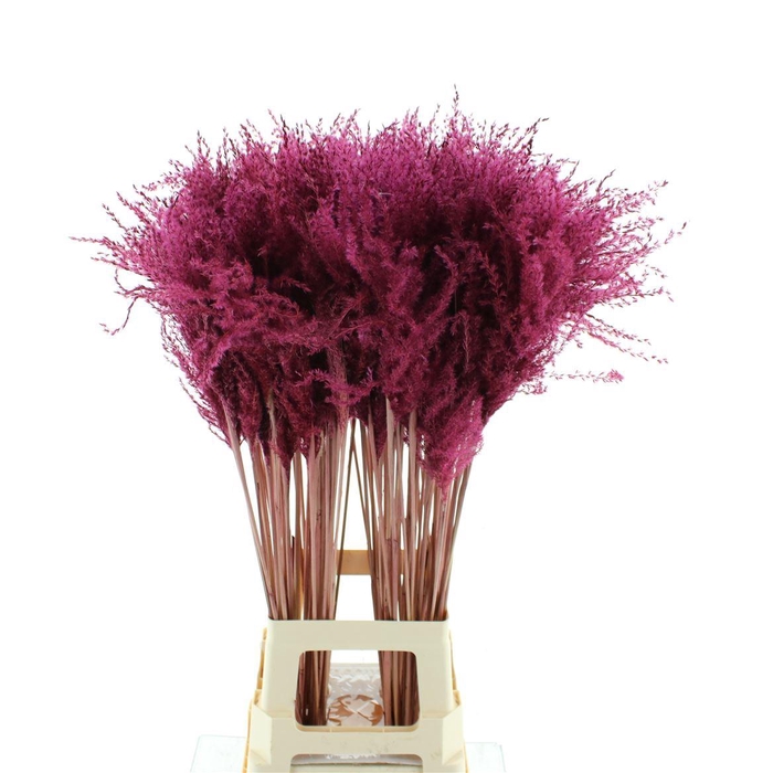 <h4>Dried Stipa Feather Dark Cerise</h4>