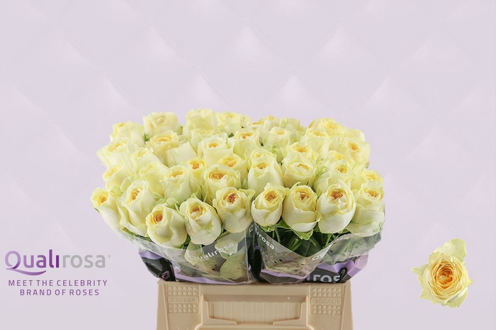 <h4>R Gr Buttercup</h4>