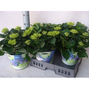 Hydrangea mac.   ...